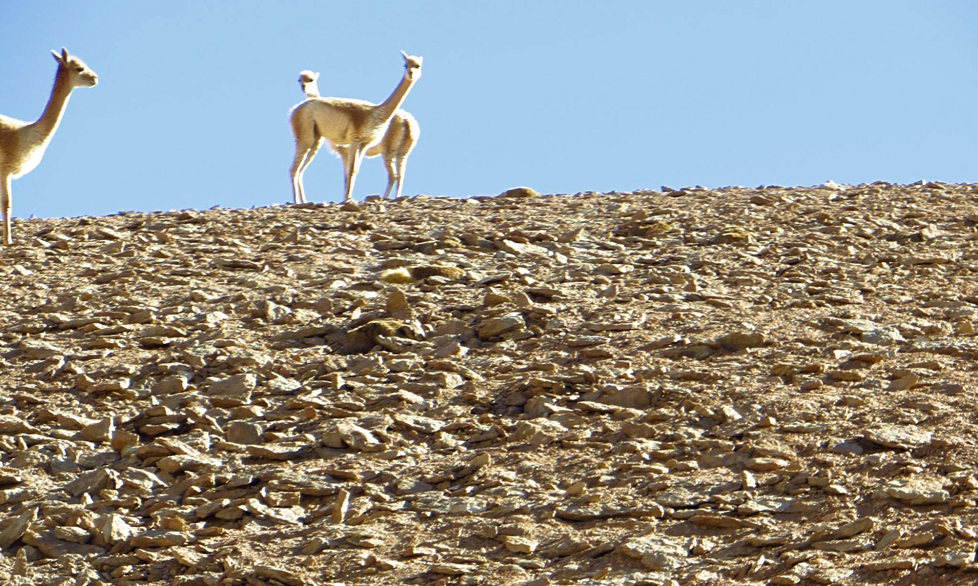 Vicuna's in bolivia