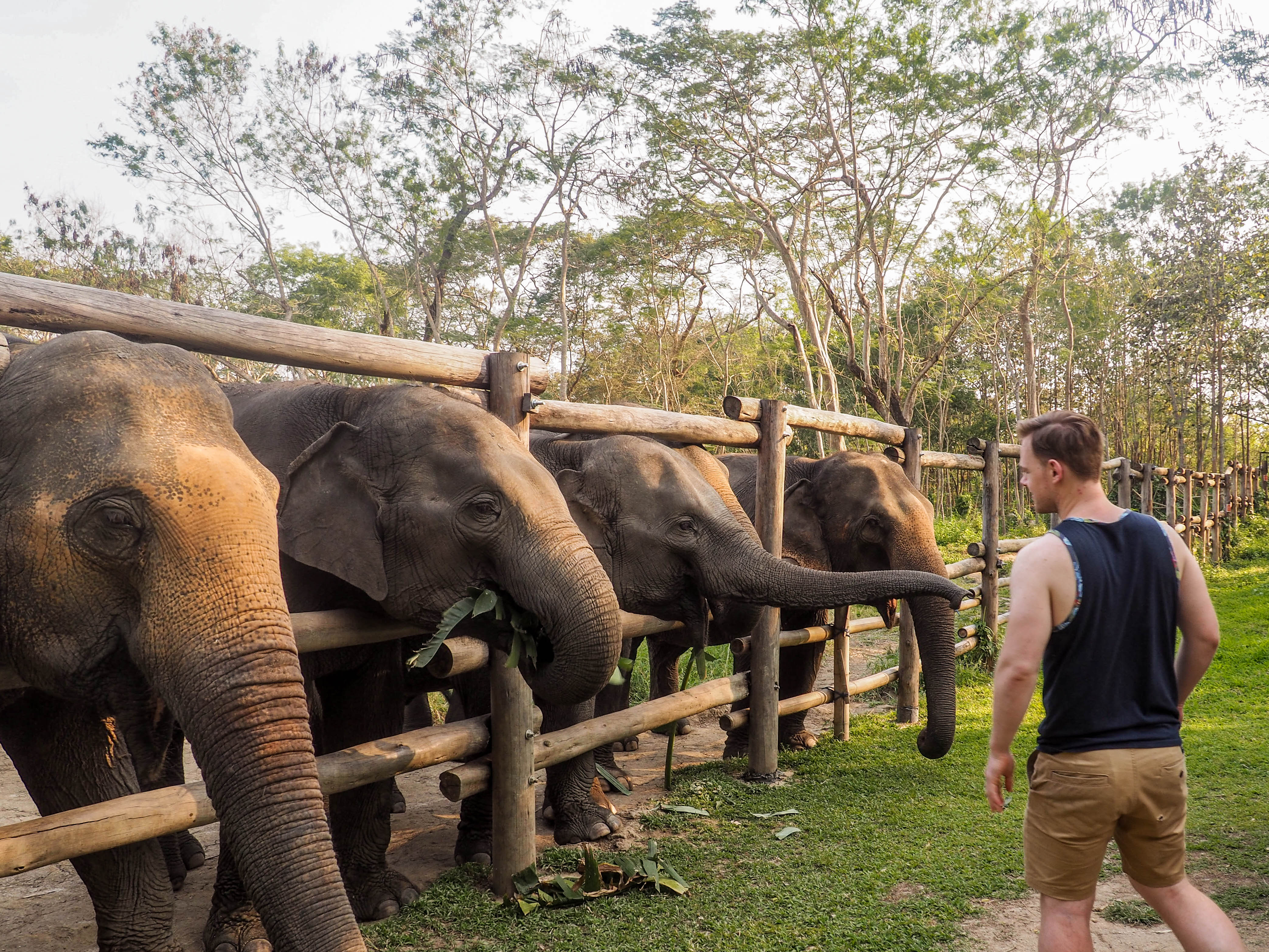 best elephant sanctuary to visit in thailand